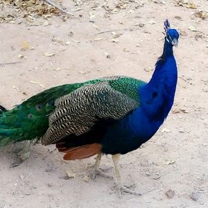 Meet your Posher, Laurie